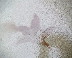 12249869_1134015919972642_9213396654955239234_n