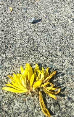 13418954_1297742526933313_6417325437330571321_n