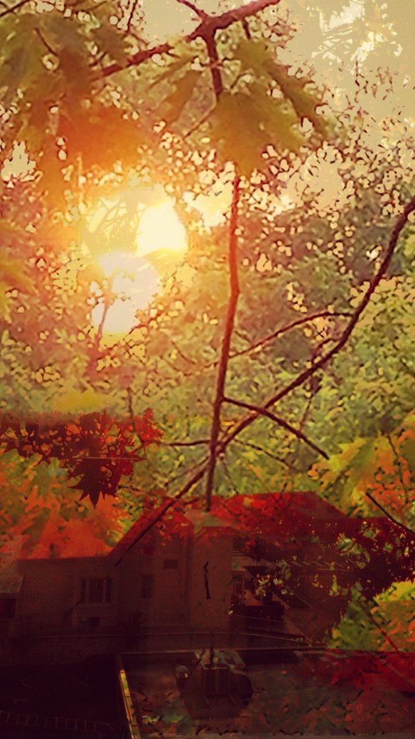 36088286543_b6d520aede_o