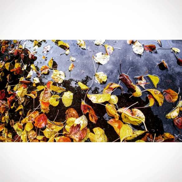 46641741_2941597499214466_5233583899770093568_o